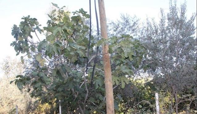 Telefon kablosu çalındı 