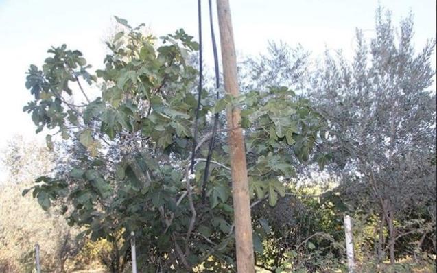 Telefon kablosu çalındı