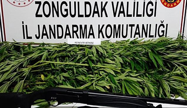 YİNE KENEVİR OPERASYONU