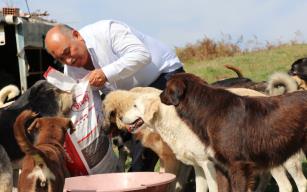 Erol Şahin sokak köpeklerini yalnız bırakmadı 