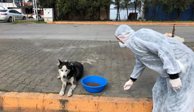 Sokak Hayvanları Unutulmadı