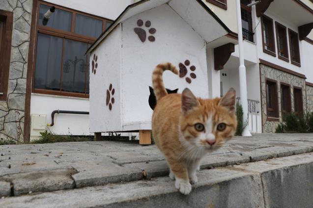 Özel) Sokak hayvanlarına "şefkat eli"