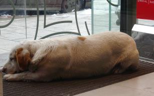 Soğukta üşüyen köpek mağazanın sıcak kliması altında uyuya
