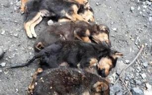 Zonguldak'ın Kozlu ilçesinde 8 köpek yavrusundan 