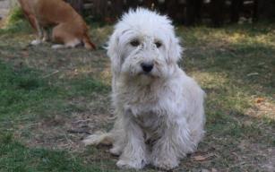 Köpek kedinin süt annesi oldu