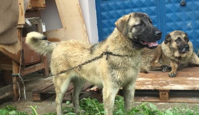 Sahipli köpeği av tüfeğiyle öldürdüler