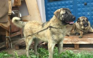 Sahipli köpeği av tüfeğiyle öldürdüler