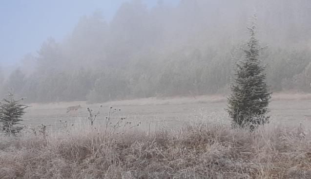 Aç kalan kurt köy yakınına indi