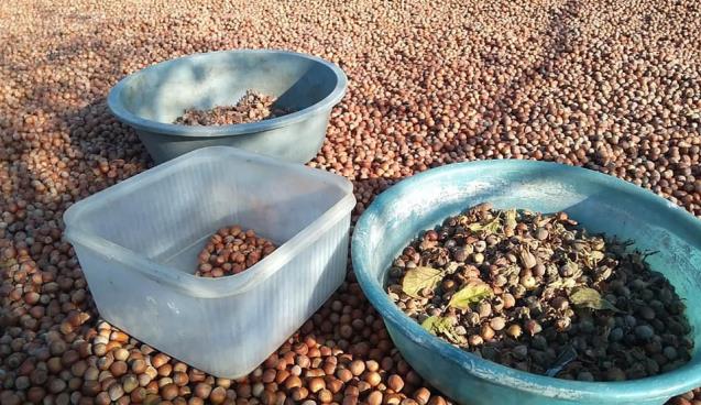 Fındık fiyatları 2 ayda 14 liradan 20 liraya yükseldi