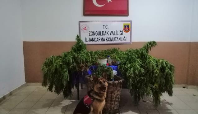 Jandarmadan uyuşturucu operasyonu