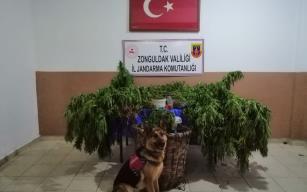 Jandarmadan uyuşturucu operasyonu