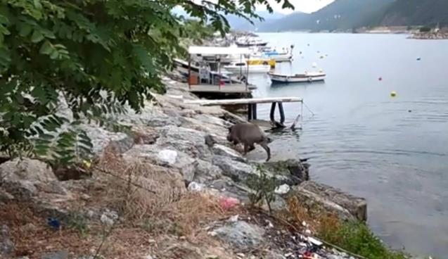 Denizden yüzerek balıkçı barınağına gelen domuz öldürüldü