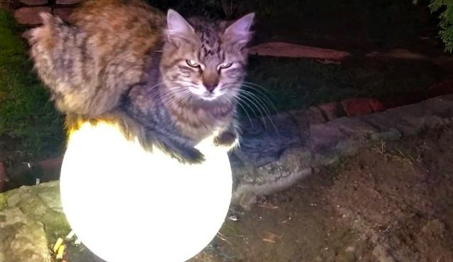 Sokakta üşüyen kedi ısınmak için bu yolu seçti