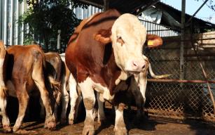 Bu kurbanlık otomobil fiyatına satılıyor