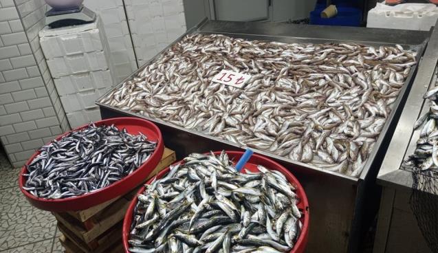 Zonguldaklı balıkçılar ağlarını Doğu Karadeniz'de atmaya