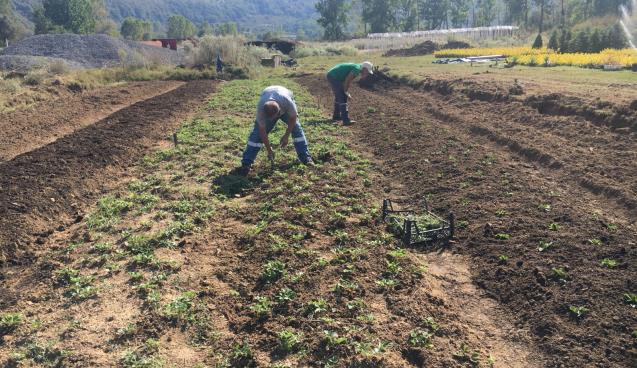 BELEDİYE, OSMANLI ÇİLEĞİ FİDESİ DAĞITACAK