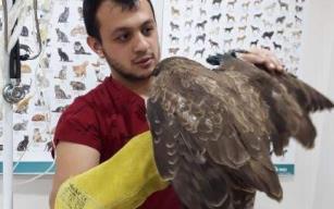 Vatandaşların bulduğu yaralı şahin tedavi altına alındı
