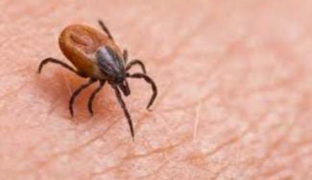 Genç kızı kene ısırdı.