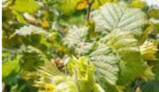 Fındık üreticisi kaybediyor.