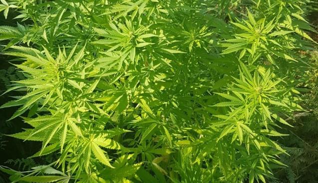 Tarlasına Hint keneviri eken çift adliyede