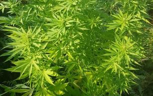 Tarlasına Hint keneviri eken çift adliyede