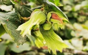 Fındık taban fiyatı 17 TL olarak açıklandı.