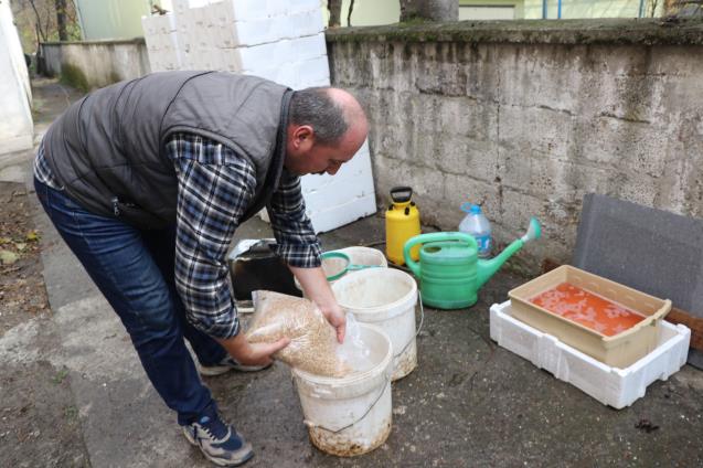 hayvanları için topraksız buğdaydan çim üretmeye başladı