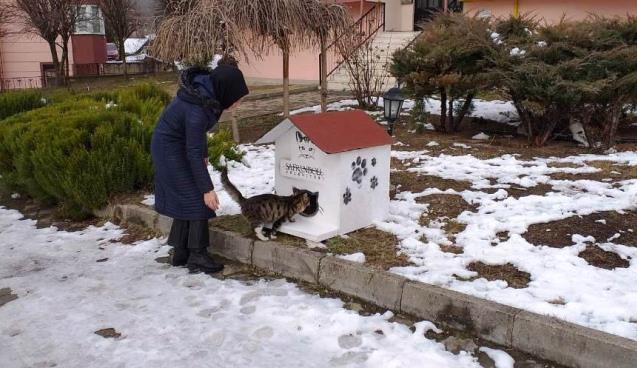 Tarihi kentte sokak hayvanlarına ev