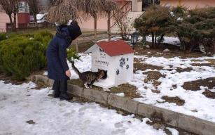 Tarihi kentte sokak hayvanlarına ev