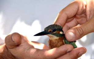 Dünyanın En Çapkın Kuşu Alapl'da Bulundu