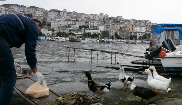 NECMİ AMCA’NIN ÖRDEKLERİNE BELEDİYE BAKIYOR