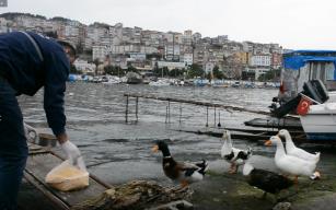 NECMİ AMCA’NIN ÖRDEKLERİNE BELEDİYE BAKIYOR