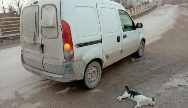 Otomobilin çarptığı kedi telef oldu, sürücü kaçtı