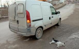 Otomobilin çarptığı kedi telef oldu, sürücü kaçtı