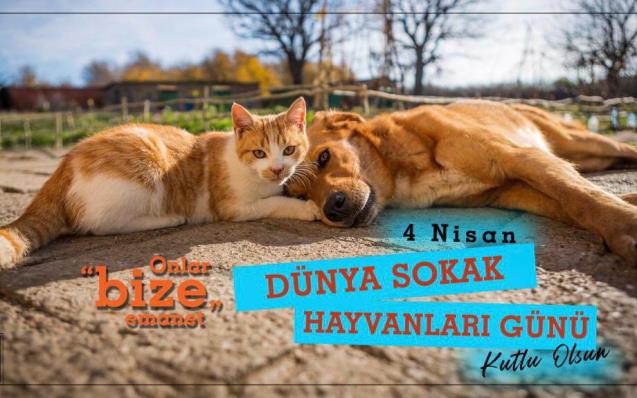 SOKAK HAYVANLARI 'NIN YAŞAM HAKKINA SAYGI DUYUYORUZ