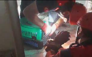 Çatıdan su borusuna düşen kediye kurtarma operasyonu..