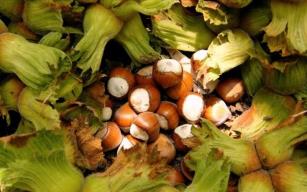  TMO'dan fındık alım açıklaması