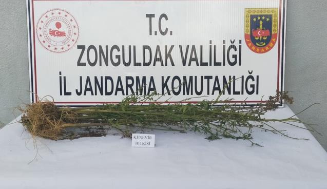 Alaplı da esrar yakalandı.