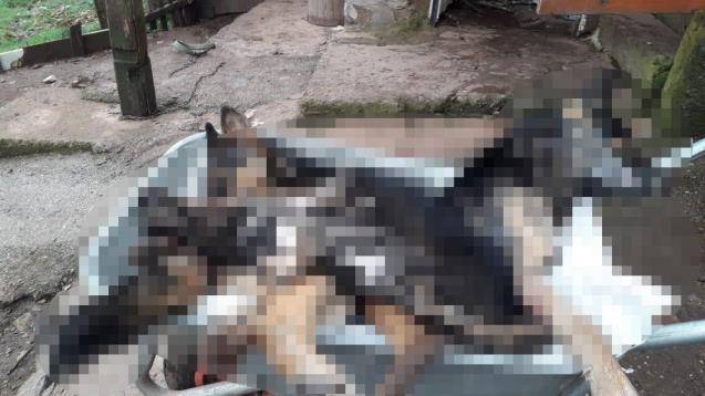 Köydeki 6 köpek bir gecede telef oldu
