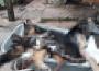 Köydeki 6 köpek bir gecede telef oldu