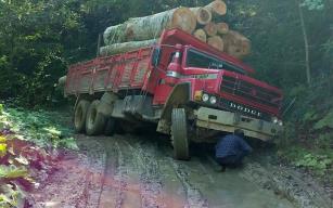  Tomruk yüklü kamyon yan yattı