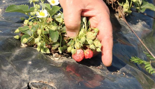 Hasat İçin Gün Sayıyor