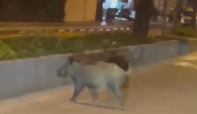 Şehire baskın yaptılar.