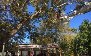 KDZ. EREĞLİ’NİN TARİHİ ÇINARLARI BAKIMA ALINDI